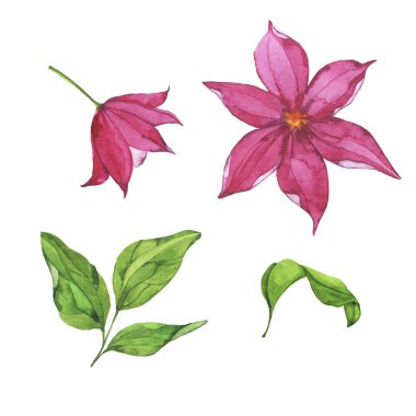 Pembe çiçekler ve yeşil beyaz arka plan üzerinde izole öğeleri kümesi bırakır. El suluboya resim çekilmiş.