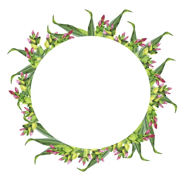 Letní Zelené Rostliny Květiny Věnec Izolované Bílém Pozadí Ručně Tažené — Stock fotografie