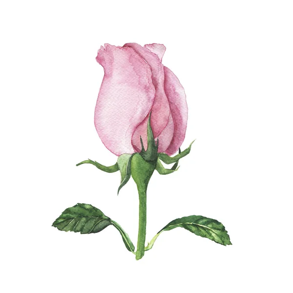 Świeży Różowy Kwiat Róży Zielonych Liści Białym Tle — Zdjęcie stockowe