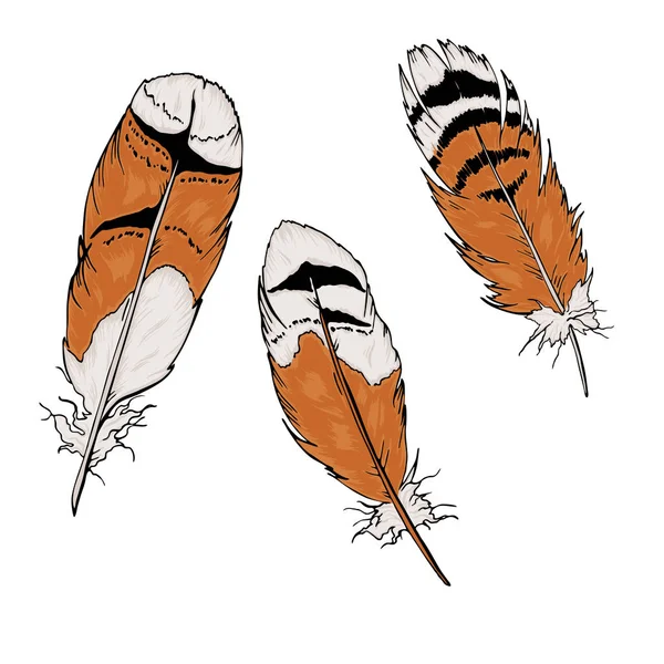 Conjunto Plumas Aves Silvestres Aisladas Sobre Fondo Blanco Ilustración Vectorial — Archivo Imágenes Vectoriales