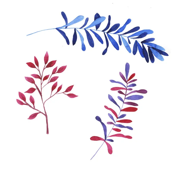 Set Purple Pink Blue Branches Isolated White Background Hand Drawn — Stock Photo, Image