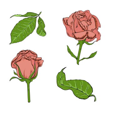 Beyaz arka plan üzerinde güzel Mercan gül