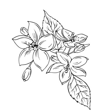 Yaz çiçekler ve beyaz arka plan üzerinde izole buket bırakır. Doodle mürekkep kroki. Çizilmiş vektör çizim el.