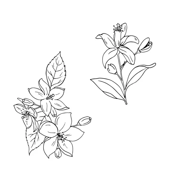 Erstaunliche Skizze Blumen Auf Weißem Hintergrund — Stockvektor