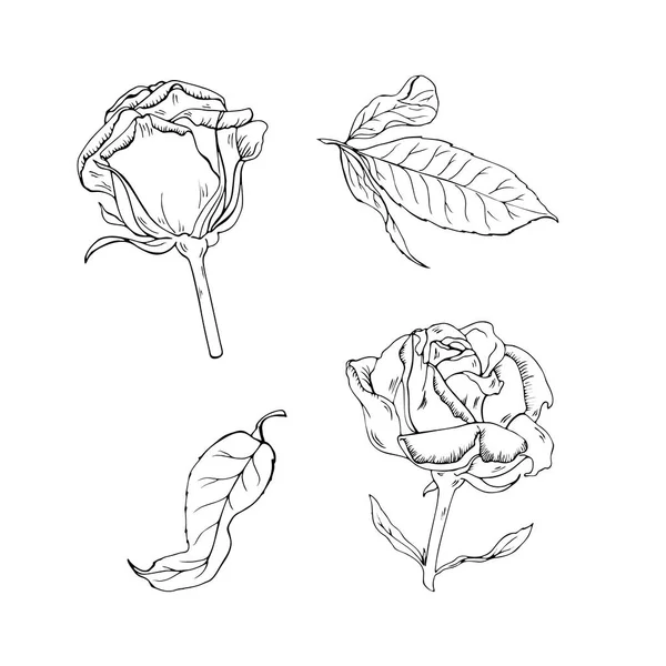 Hermosas Rosas Contorno Sobre Fondo Blanco — Vector de stock