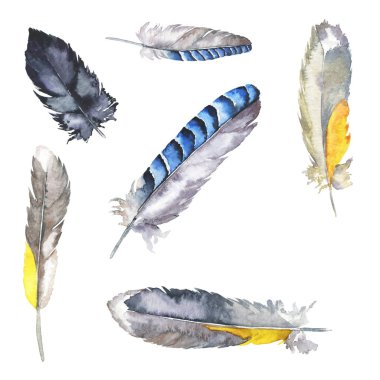 Beyaz arka plan üzerinde inanılmaz farklı tüyler