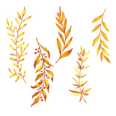 Beyaz arkaplanda sarı sonbahar yaprakları