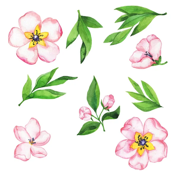 Rosa Blommor Och Gröna Blad Isolerad Vit Bakgrund — Stockfoto