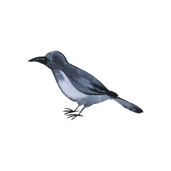 灰色の鳥や白い背景に分離された暗いレイヴン 手描き水彩イラスト — ストック写真