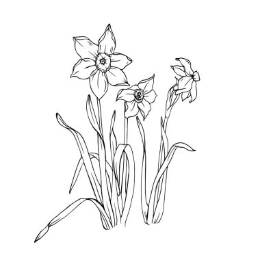 Nergis çiçek ve yaprak beyaz arka plan üzerinde izole. Çizilmiş vektör çizim el.