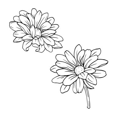 Beyaz arka plan üzerinde izole kasımpatı veya papatya veya papatya çiçek kümesi. Çizilmiş vektör çizim el.