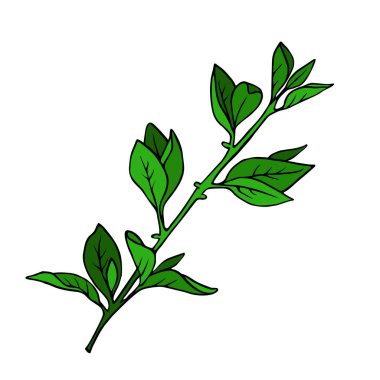 Bahar dalı ile izole üzerinde beyaz arka plan bırakır. Çizilmiş vektör çizim el.