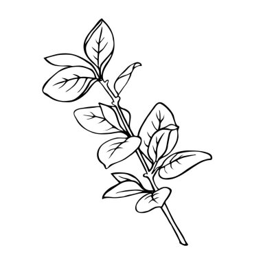 Bahar dalı ile izole üzerinde beyaz arka plan bırakır. Çizilmiş vektör çizim el.