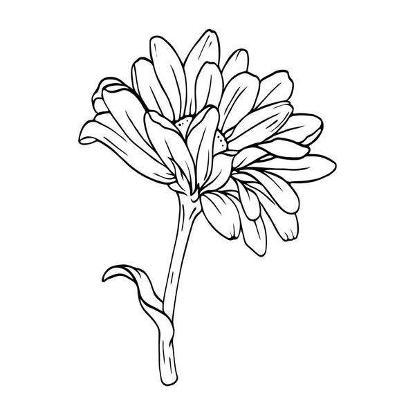 Chryzantema Lub Rumianek Lub Stokrotka Kwiat Białym Tle Ręcznie Rysowane — Wektor stockowy