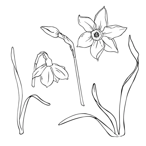 Narcissus Bloem Blad Geïsoleerde Witte Achtergrond Hand Getekende Vectorillustratie — Stockvector