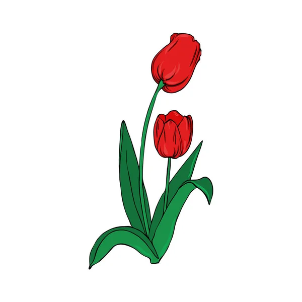 Red Tulip Flower Green Leaves Isolated White Background Hand Drawn — Stock Vector