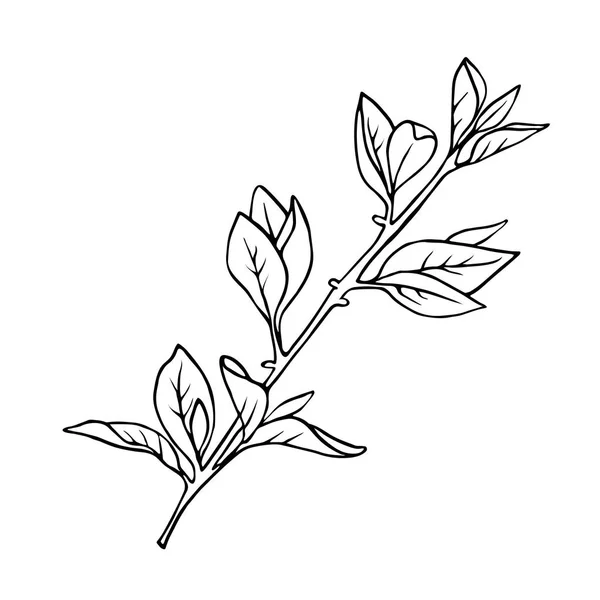 春枝の葉に孤立した白い背景 手描きの背景イラスト — ストックベクタ