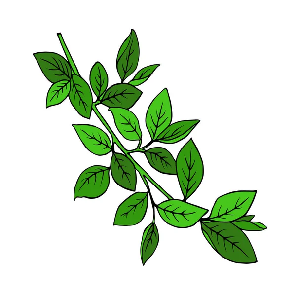 Bahar dalı ile izole üzerinde beyaz arka plan bırakır. Çizilmiş vektör çizim el.