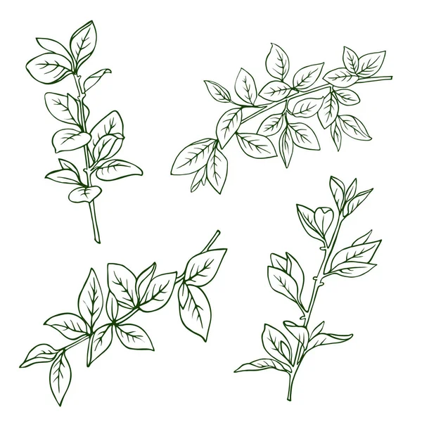 春枝の葉に孤立した白い背景 手描きの背景イラスト — ストックベクタ