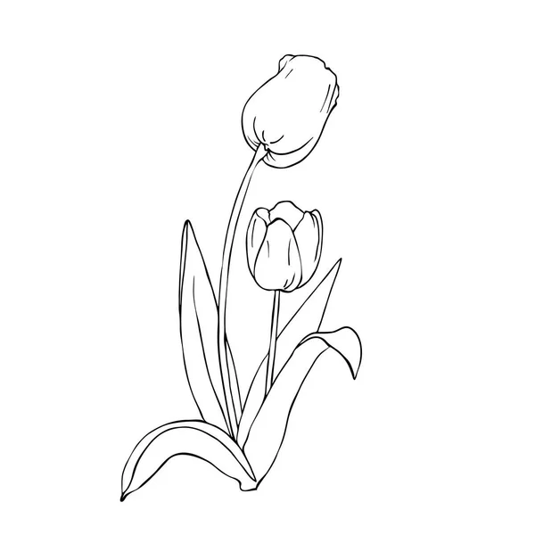 Silueta Tulipán Květ Listy Izolované Bílém Pozadí Ručně Kreslenou Vektorové — Stockový vektor