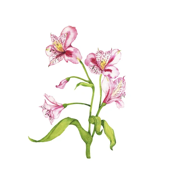 Belle Orchidée Avec Des Feuilles Vertes Sur Fond Blanc — Photo
