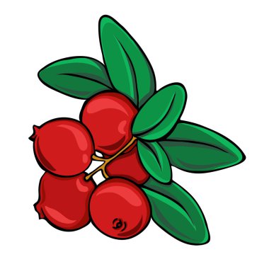 Beyaz arka plan üzerinde izole yeşil yaprakları ile taze kırmızı kızılcık şube. Çizilmiş vektör çizim el.