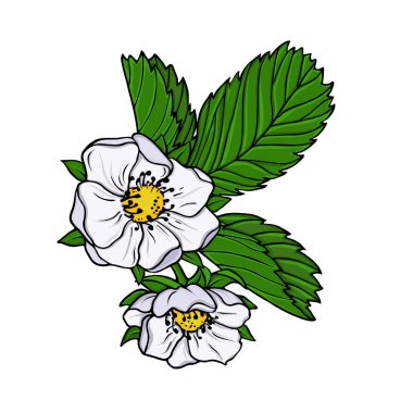 Beyaz çilek çiçekler ve beyaz arka plan üzerinde izole yeşil yaprakları. Çizilmiş vektör çizim el.