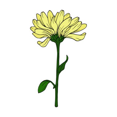 Beyaz arka plan üzerinde izole kasımpatı veya gerbera papatya sarı çiçek. Çizilmiş vektör çizim el. 