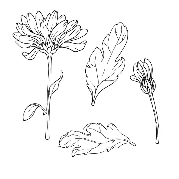 Chrysant Gerbera Daisy Bloemen Bladeren Geïsoleerd Een Witte Achtergrond Hand — Stockvector