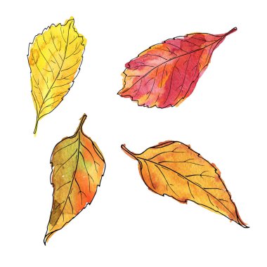 Sonbahar yaprakları beyaz arka plan üzerinde izole kümesi. Suluboya ve mürekkep çizilen illüstrasyon el.