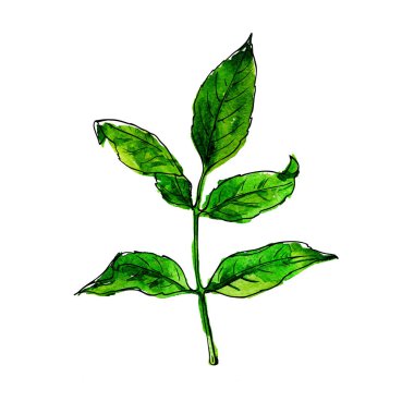 Taze yaprak yeşil kroki üzerinde izole beyaz arka plan. Suluboya ve mürekkep çizilen illüstrasyon el.