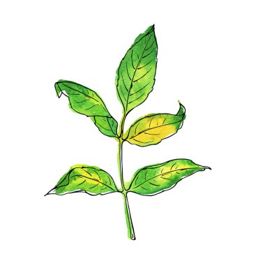 Taze yeşil ve sarı yaprak beyaz arka plan üzerinde izole. El çizilmiş suluboya ve mürekkep illüstrasyon