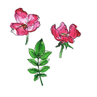 Yabani gül çiçek ve yeşil yaprakları beyaz arka plan üzerinde izole kümesi. Suluboya ve mürekkep çizilen illüstrasyon el. 