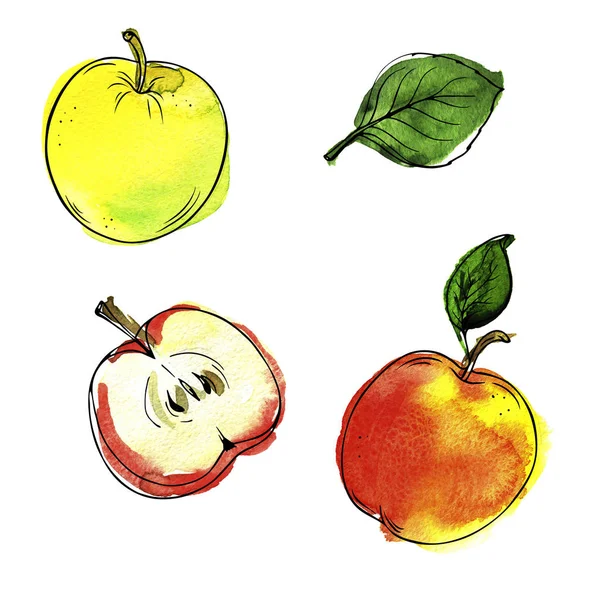 Zestaw Świeżych Jabłek Zielonych Liści Białym Tle Ilustracja Akwareli Tuszu — Zdjęcie stockowe