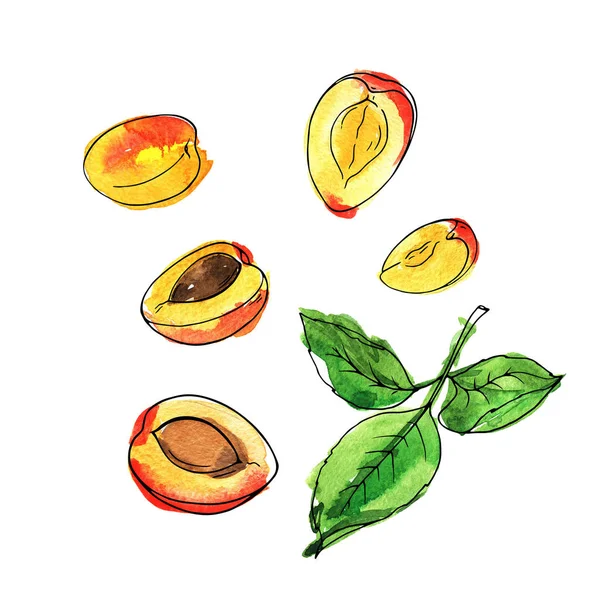 Frische Aprikosen Und Grüne Blätter Isoliert Auf Weißem Hintergrund Handgezeichnete — Stockfoto