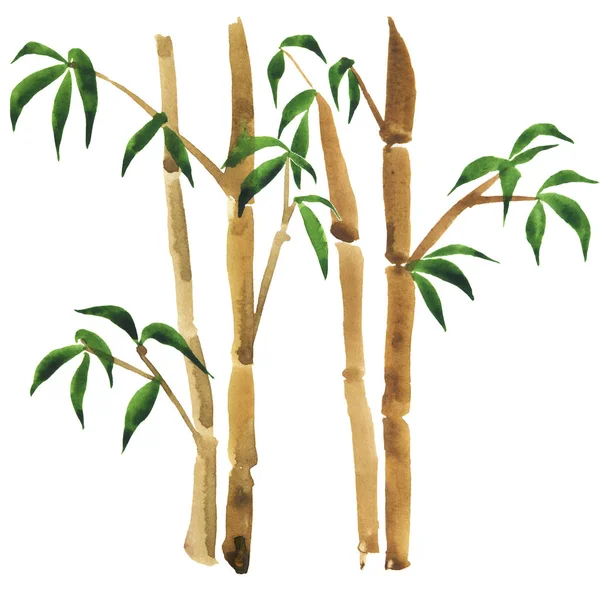 Bamboo trees isolated on white background. Hand drawn watercolor illustration.
