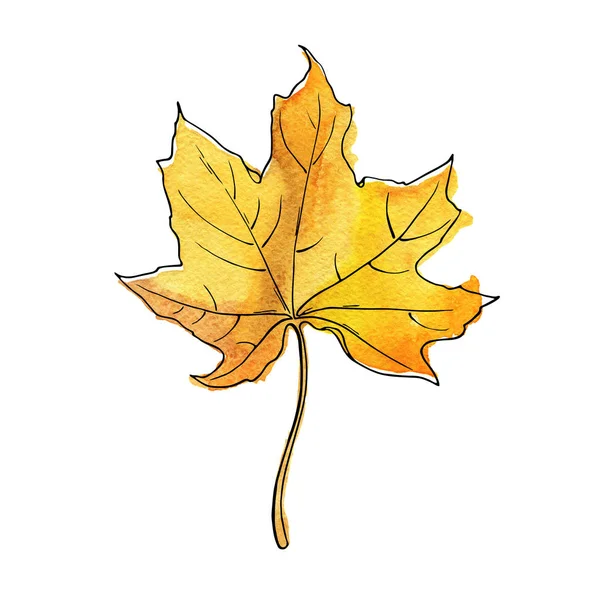 Gula Marple Leaf Isolerad Vit Bakgrund Hand Dras Akvarell Och — Stockfoto