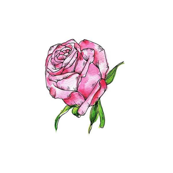 Рожева Квітка Троянди Ізольована Білому Тлі Ручна Намальована Акварель Чорнильна — стокове фото