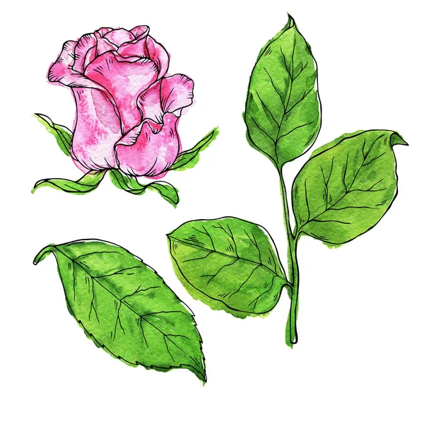 Рожева Квітка Троянди Зелене Листя Встановлені Ізольовані Білому Тлі Ручна — стокове фото