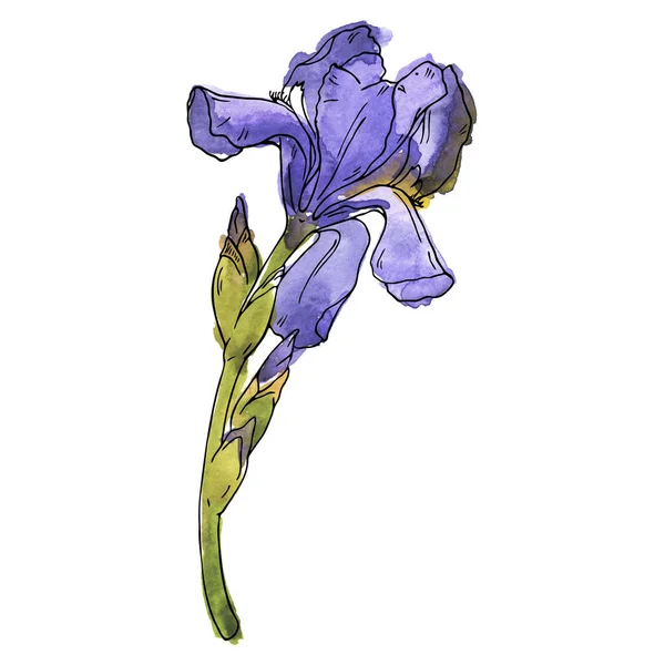 Violette Fleur Lis Blume Isoliert Auf Weißem Hintergrund Handgezeichnete Aquarell — Stockfoto
