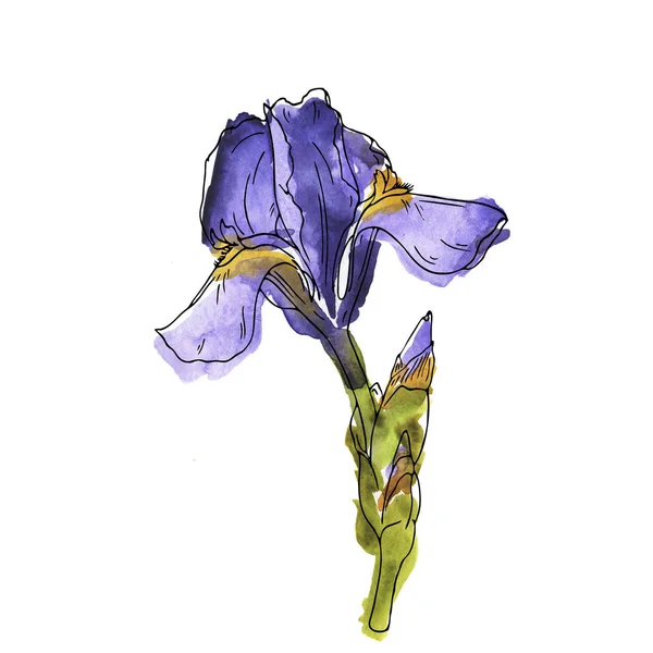 Lila Fleur Lis Blume Isoliert Auf Weißem Hintergrund Handgezeichnete Aquarell — Stockfoto