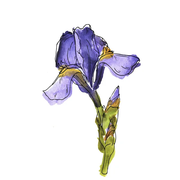 Lilas Fleur Lis Fleur Isolée Sur Fond Blanc Aquarelle Illustration — Photo