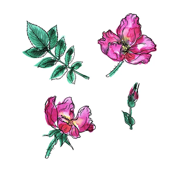 Set of pink wild rose flowers and green leaves isolated on white background. Hand drawn watercolor and ink illustration.