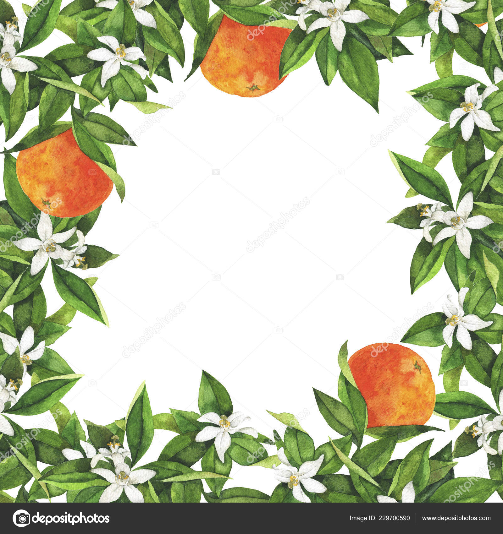 Fresh Orange Tree Branches Fruits Leaves Flowers Border Hand Drawnw Stock Photo Image By C Angry Red Cat Fresh Orange Tree Branches Fruits Leaves Flowers Border Hand Drawnw Stock Photo Image By C Angry Red Cat