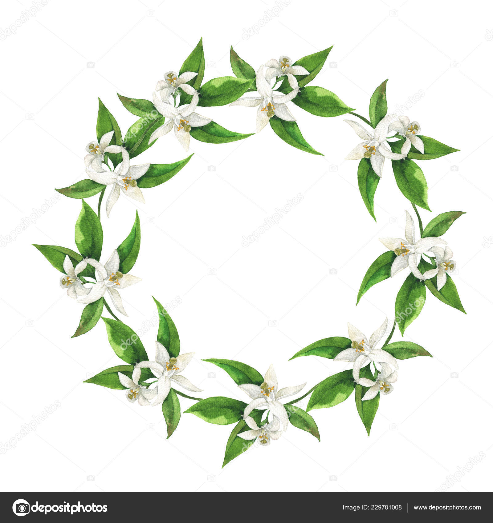 Citrus Tree Branches Leaves Flowers Frame Isolated White Background Hand Stock Photo Image By C Angry Red Cat Citrus Tree Branches Leaves Flowers Frame Isolated White Background Hand Stock Photo Image By C Angry Red Cat