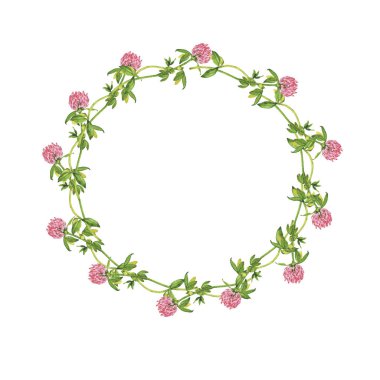 Beyaz arka plan üzerinde izole kare yaprakları yaz yonca çiçek ve taze. El suluboya resim çekilmiş.