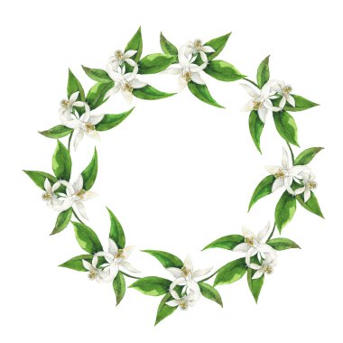 Narenciye ağacı yaprakları ile dallar ve beyaz arka plan üzerinde izole çerçeve çiçekler. El suluboya resim çekilmiş.