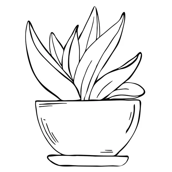 在白色背景上分离的丝状锅肉质植物 卡通墨水素描 手绘的向量例证 — 图库矢量图片