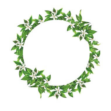 Beyaz narenciye ağacı çiçek ve beyaz arka plan üzerinde izole kare bırakır. El suluboya resim çekilmiş.