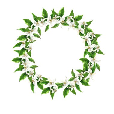 Beyaz portakal ağacı yeşil dallar ve beyaz arka plan üzerinde izole yaprakları ile çerçeve çiçek. El suluboya resim çekilmiş.